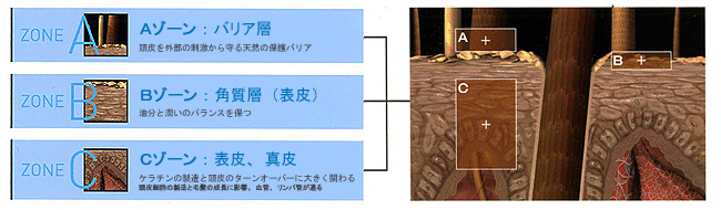 効果的なスカルプケア